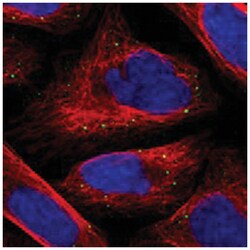 SFXN4 Rabbit anti-Human, Polyclonal Antibody, Abnova 100 &mu;L | Buy Online | Abnova Corporation | Fisher Scientific