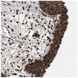 FAM29A Rabbit anti-Human, Polyclonal Antibody, Abnova 100&mu;L; Unlabeled:Antibodies,