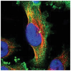 FAM29A Rabbit anti-Human, Polyclonal Antibody, Abnova 100&mu;L; Unlabeled:Antibodies,