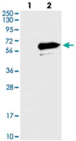 LRRC14, Rabbit, Polyclonal Antibody, Abnova 100 &mu;L | Buy Online | Abnova Corporation | Fisher Scientific