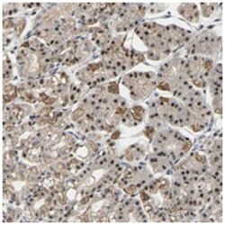 NOP5/NOP58 Rabbit anti-Human, Polyclonal Antibody, Abnova 100&mu;L; Unlabeled:Antibodies,