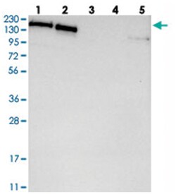 SMARCC2 Rabbit anti-Human, Polyclonal Antibody, Abnova 100&mu;L; Unlabeled:Antibodies,