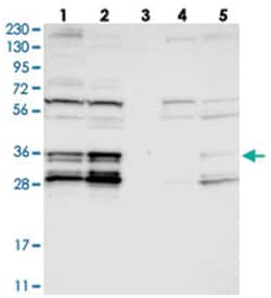 C9orf78 Rabbit anti-Human, Polyclonal Antibody, Abnova 100&mu;L; Unlabeled:Antibodies,