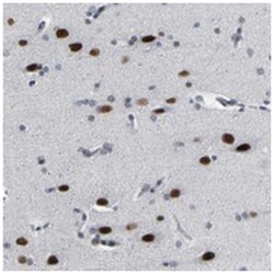 FAM180A, Rabbit, Polyclonal Antibody, Abnova 100&mu;L; Unlabeled:Antibodies,
