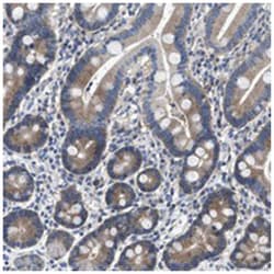COX19 Rabbit anti-Human, Polyclonal Antibody, Abnova 100 &mu;L | Buy Online | Abnova Corporation | Fisher Scientific