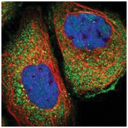 COX19 Rabbit anti-Human, Polyclonal Antibody, Abnova 100 &mu;L | Buy Online | Abnova Corporation | Fisher Scientific