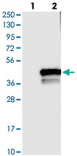 C9orf78 Rabbit anti-Human, Polyclonal Antibody, Abnova 100 &mu;L | Buy Online | Abnova Corporation | Fisher Scientific