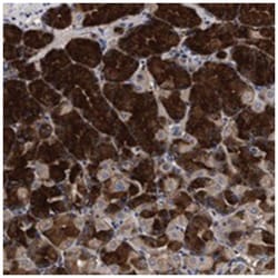 C9orf135 Rabbit anti-Human, Polyclonal Antibody, Abnova 100 &mu;L | Buy Online | Abnova Corporation | Fisher Scientific