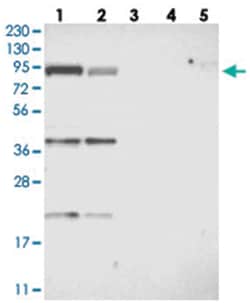 FAM129B Rabbit anti-Human, Polyclonal Antibody, Abnova 100 &mu;L | Buy Online | Abnova Corporation | Fisher Scientific