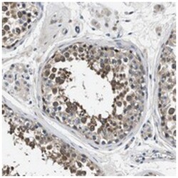 FAM129B Rabbit anti-Human, Polyclonal Antibody, Abnova 100 &mu;L | Buy Online | Abnova Corporation | Fisher Scientific