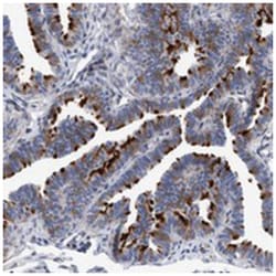 C7orf57, Rabbit, Polyclonal Antibody, Abnova 100 &mu;L | Buy Online | Abnova Corporation | Fisher Scientific