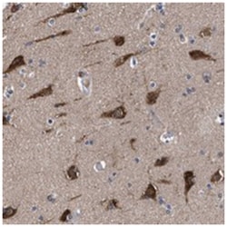 C9orf135 Rabbit anti-Human, Polyclonal Antibody, Abnova 100&mu;L; Unlabeled:Antibodies,
