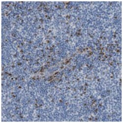 RP11-738I148 Rabbit anti-Human, Polyclonal Antibody, Abnova 100 &mu;L | Buy Online | Abnova Corporation | Fisher Scientific
