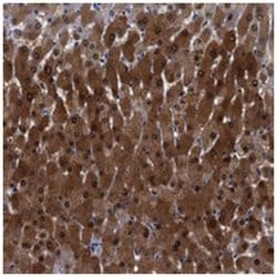 FAM129B Rabbit anti-Human, Polyclonal Antibody, Abnova 100 &mu;L | Buy Online | Abnova Corporation | Fisher Scientific
