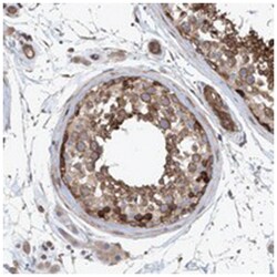 CYTSB Rabbit anti-Human, Polyclonal Antibody, Abnova 100 &mu;L | Buy Online | Abnova Corporation | Fisher Scientific