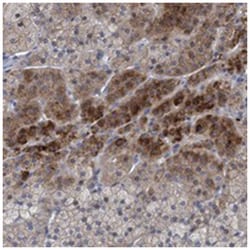 RNF208 Rabbit anti-Human, Polyclonal Antibody, Abnova 100 &mu;L | Buy Online | Abnova | Fisher Scientific