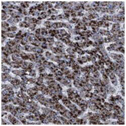 HSD17B4 Rabbit anti-Human, Polyclonal Antibody, Abnova 100 &mu;L | Buy Online | Abnova Corporation | Fisher Scientific