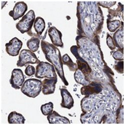 SVEP1 Rabbit anti-Human, Polyclonal Antibody, Abnova 100 &mu;L | Buy Online | Abnova Corporation | Fisher Scientific
