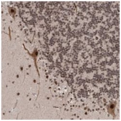 ZNF592 Rabbit anti-Human, Polyclonal Antibody, Abnova 100&mu;L; Unlabeled:Antibodies,