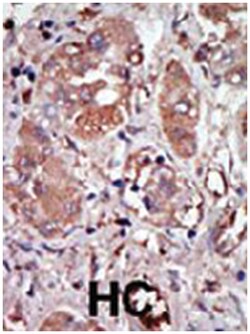 EIF2AK2 Rabbit anti-Human, Mouse, Polyclonal Antibody, Abnova 400 &mu;L | Buy Online | Abnova Corporation | Fisher Scientific