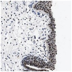 SETD1B Rabbit anti-Human, Polyclonal Antibody, Abnova 100&mu;L; Unlabeled:Antibodies,