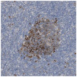 UBAP2, Rabbit, Polyclonal Antibody, Abnova 100&mu;L; Unlabeled:Antibodies,