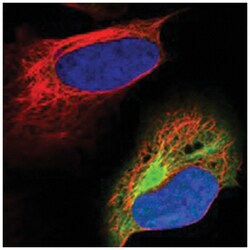 ACLY Rabbit anti-Human, Polyclonal Antibody, Abnova 100 &mu;L | Buy Online | Abnova Corporation | Fisher Scientific