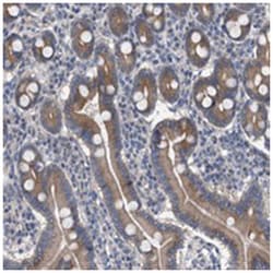 MAMDC2 Rabbit anti-Human, Polyclonal Antibody, Abnova 100 &mu;L | Buy Online | Abnova Corporation | Fisher Scientific