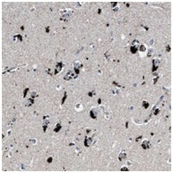 MFSD11, Rabbit, Polyclonal Antibody, Abnova 100&mu;L; Unlabeled:Antibodies,