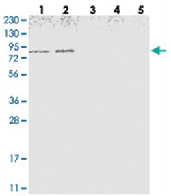 NOL11, Rabbit, Polyclonal Antibody, Abnova 100&mu;L; Unlabeled:Antibodies,