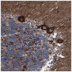 CDR2L, Rabbit, Polyclonal Antibody, Abnova 100 &mu;L | Buy Online | Abnova Corporation | Fisher Scientific