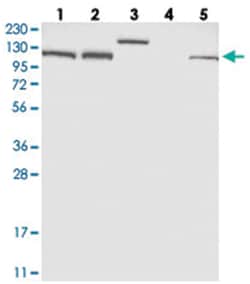 EFTUD2 Rabbit anti-Human, Polyclonal Antibody, Abnova 100&mu;L; Unlabeled:Antibodies,