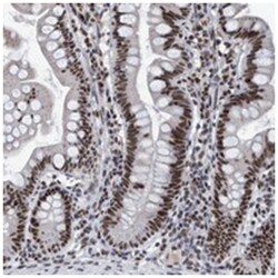 EFTUD2 Rabbit anti-Human, Polyclonal Antibody, Abnova 100&mu;L; Unlabeled:Antibodies,