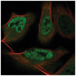 EFTUD2 Rabbit anti-Human, Polyclonal Antibody, Abnova 100&mu;L; Unlabeled:Antibodies,