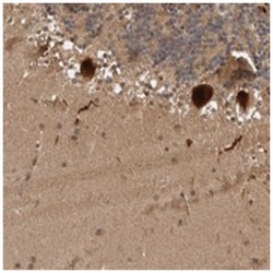 MLF1IP Rabbit anti-Human, Polyclonal Antibody, Abnova 100&mu;L; Unlabeled:Antibodies,