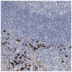 MAMDC2 Rabbit anti-Human, Polyclonal Antibody, Abnova 100 &mu;L | Buy Online | Abnova Corporation | Fisher Scientific