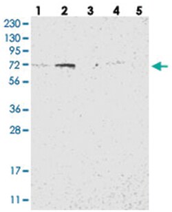 NYAP1, Rabbit, Polyclonal Antibody, Abnova 100&mu;L; Unlabeled:Antibodies,