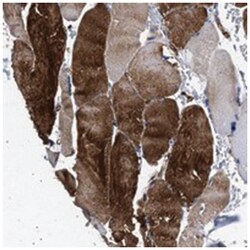 OLFML2A Rabbit anti-Human, Polyclonal Antibody, Abnova 100&mu;L; Unlabeled:Antibodies,