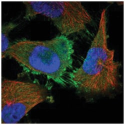 PERP Rabbit anti-Human, Polyclonal Antibody, Abnova 100&mu;L; Unlabeled:Antibodies,