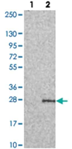 PERP Rabbit anti-Human, Polyclonal Antibody, Abnova 100&mu;L; Unlabeled:Antibodies,