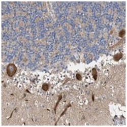 MFSD6, Rabbit, Polyclonal Antibody, Abnova 100&mu;L; Unlabeled:Antibodies,