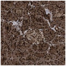 WIZ Rabbit anti-Human, Polyclonal Antibody, Abnova 100 &mu;L | Buy Online | Abnova | Fisher Scientific