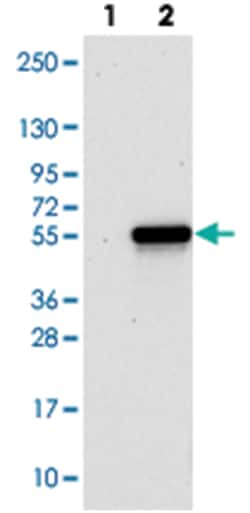 TWISTNB Rabbit anti-Human, Polyclonal Antibody, Abnova 100 &mu;L | Buy Online | Abnova Corporation | Fisher Scientific