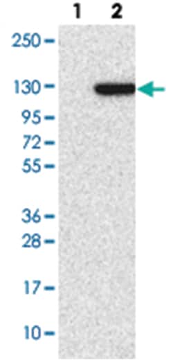 GARNL3 Rabbit anti-Human, Polyclonal Antibody, Abnova 100&mu;L; Unlabeled:Antibodies,