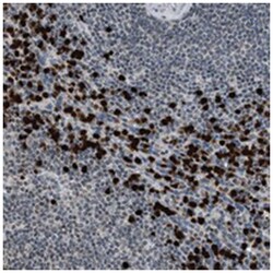 PRUNE2 Rabbit anti-Human, Polyclonal Antibody, Abnova 100&mu;L; Unlabeled:Antibodies,