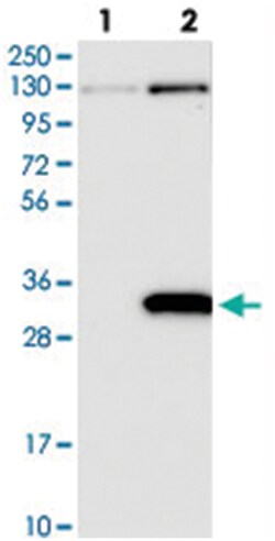 PRUNE2 Rabbit anti-Human, Polyclonal Antibody, Abnova 100&mu;L; Unlabeled:Antibodies,