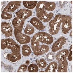 C9orf97 Rabbit anti-Human, Polyclonal Antibody, Abnova 100 &mu;L | Buy Online | Abnova Corporation | Fisher Scientific