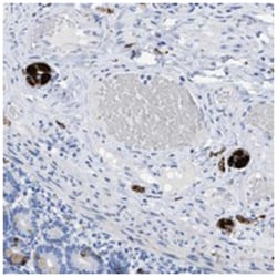 ANKFN1 Rabbit anti-Human, Polyclonal Antibody, Abnova 100&mu;L; Unlabeled:Antibodies,