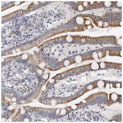 EFCAB5 Rabbit anti-Human, Polyclonal Antibody, Abnova 100 &mu;L | Buy Online | Abnova Corporation | Fisher Scientific