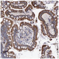 EFR3A Rabbit anti-Human, Polyclonal Antibody, Abnova 100 &mu;L | Buy Online | Abnova Corporation | Fisher Scientific